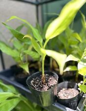 Myoga live plant for sale  Brea