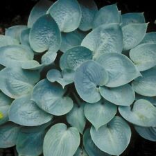 Hosta prairie sky for sale  Oak Creek