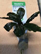 Bucephalandra alamanda dark d'occasion  Ingwiller