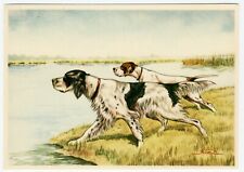 English setter pointer for sale  COLEFORD