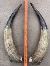 longhorn horns for sale  El Paso