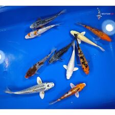 Used, Lot of (10) 6 to 8" ASSORTED Koi live fish standard fin nextdaykoi NDK  for sale  Winston Salem