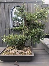 Large outdoor bonsai for sale  TIPTON