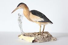 Taxidermy-hunting-chasse-präparat- Little Bittern with permit for sale  Shipping to South Africa