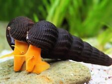 rabbit snail for sale  UK