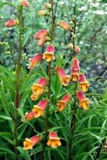 Perennial foxglove digitalis for sale  STOCKPORT