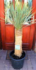 Yucca rostrata 130 for sale  Shipping to Ireland