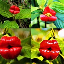 Red lips seeds for sale  Titusville