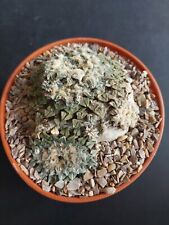 ariocarpus for sale  PINNER