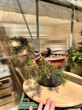 Pre bonsai juniperus usato  Vaglia