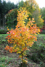 Graines acer saccharum d'occasion  Sabres
