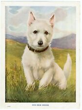 WEST HIGHLAND WHITE TERRIER WESTIE VINTAGE 1930'S DOG ART PRINT PAGE A R KENNEDY usato  Spedire a Italy