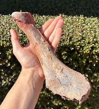 Fossil dinosaur bone for sale  Cass City