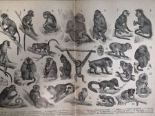 1929 monkeys engraving for sale  Jasper