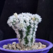 Cactus arizona snowcap for sale  ABERDEEN