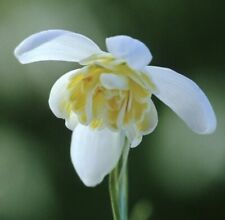 Galanthus lady elphinstone for sale  SLEAFORD