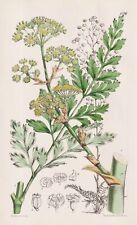 Ferula (Euryangium) Sumbul Turkestan Fiore Botany Lithograph Curtis, usado segunda mano  Embacar hacia Argentina