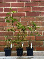 Bonsai starter tree for sale  LEEDS