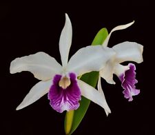 Orchid orchid laelia for sale  Shipping to Ireland