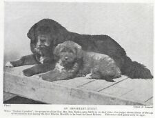 Tibetan mastiff pup for sale  Tampa