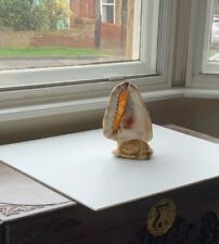 Double conch shell for sale  DONCASTER