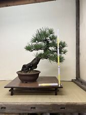 Bonsai pino nero usato  Olgiate Olona