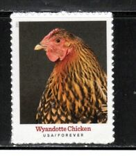 5584 wyandotte chicken for sale  Palm Bay