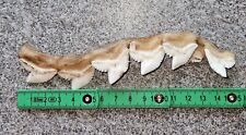 Tiger shark teeth for sale  DARTFORD