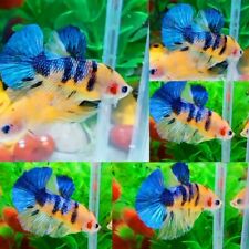 Yellow blue koi for sale  Shipping to Ireland