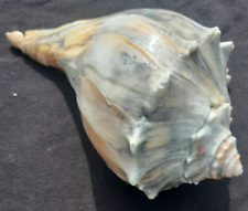 Knobbed whelk shell for sale  Virginia Beach