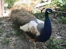 Mixed peacock hatching for sale  Mount Gilead