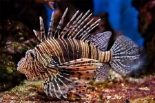 Red lionfish pterois for sale  HAYWARDS HEATH