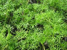 Ranunculus aquatilis wasserhah gebraucht kaufen  Schmidmühlen