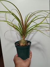 Young ponytail palm for sale  Port Saint Lucie
