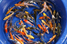 Inch live koi for sale  Oroville