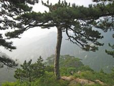 Manchurian red pine for sale  Shipping to Ireland