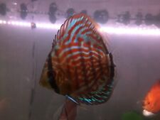Discus fish sale for sale  STOCKPORT