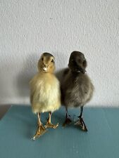 Taxidermy yellow black for sale  CHRISTCHURCH