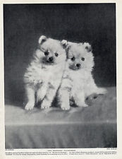 POMERANIAN TWO CHARMING LITTLE PUPPIES OLD ORIGINAL DOG PRINT FROM 1934, used for sale  Shipping to South Africa