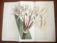 1809 Original Curtis Botanical Magazine Folio Antique Prints-Blushed Crinum for sale  Shipping to South Africa