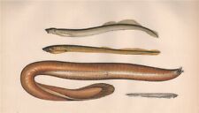 Brook mud lamprey for sale  LONDON