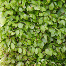 Common beech hedge for sale  PETERBOROUGH