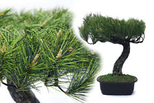 Künstliche bonsai pinie gebraucht kaufen  Strausberg