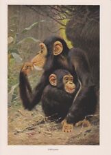 Schimpanse menschenaffe affe gebraucht kaufen  Lauenburg/ Elbe