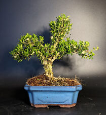 bonsai baume gebraucht kaufen  Bremen