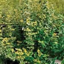 Hardy evergreen euonymus for sale  IPSWICH