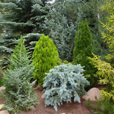 Mixed evergreen conifers for sale  UK