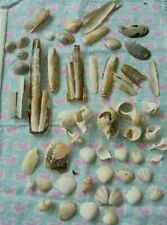 Shells seashells broken for sale  TAUNTON