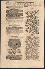 1588 rare algae d'occasion  Expédié en Belgium