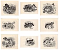 Animal prints dogs for sale  Shipping to Ireland